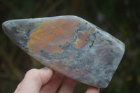 Polished Labradorite Standing Free Forms With Purple & Blue Flash  x 2 From Tulear, Madagascar - Toprock Gemstones and Minerals