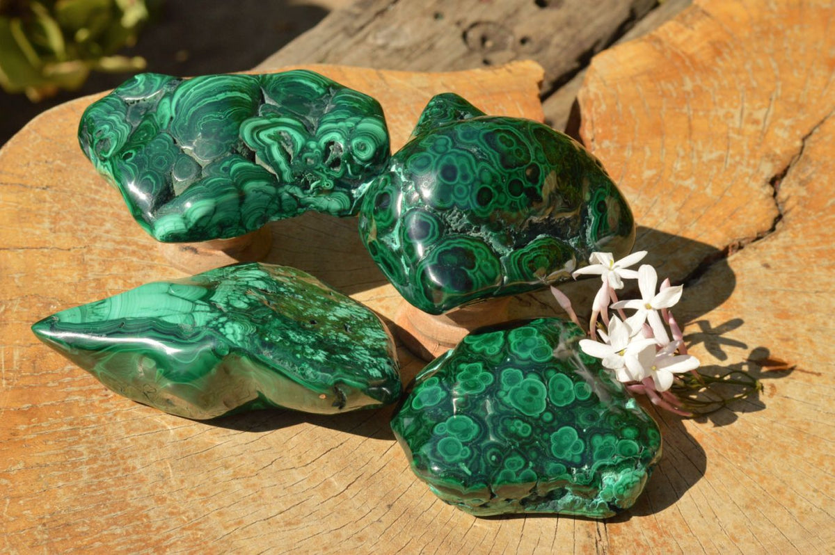 Polished Malachite Free Forms With Gorgeous Flower Patterns x 4 From Congo - TopRock