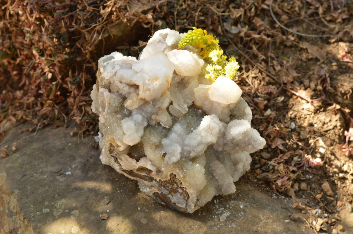 Natural Dog Tooth Calcite On Drusy Quartz Cluster x 1 From Alberts Mountain, Lesotho - TopRock