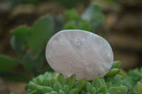 Natural Large Gemmy Pink Rose Quartz Palm Stones  x 12 From Madagascar - Toprock Gemstones and Minerals