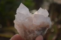 Natural Spirit Cactus Flower Quartz Clusters x 6 From Boekenhouthoek, South Africa - Toprock Gemstones and Minerals