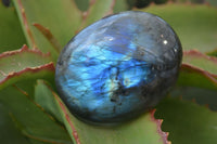 Polished Flashy Labradorite Palm Stones  x 12 From Tulear, Madagascar - Toprock Gemstones and Minerals