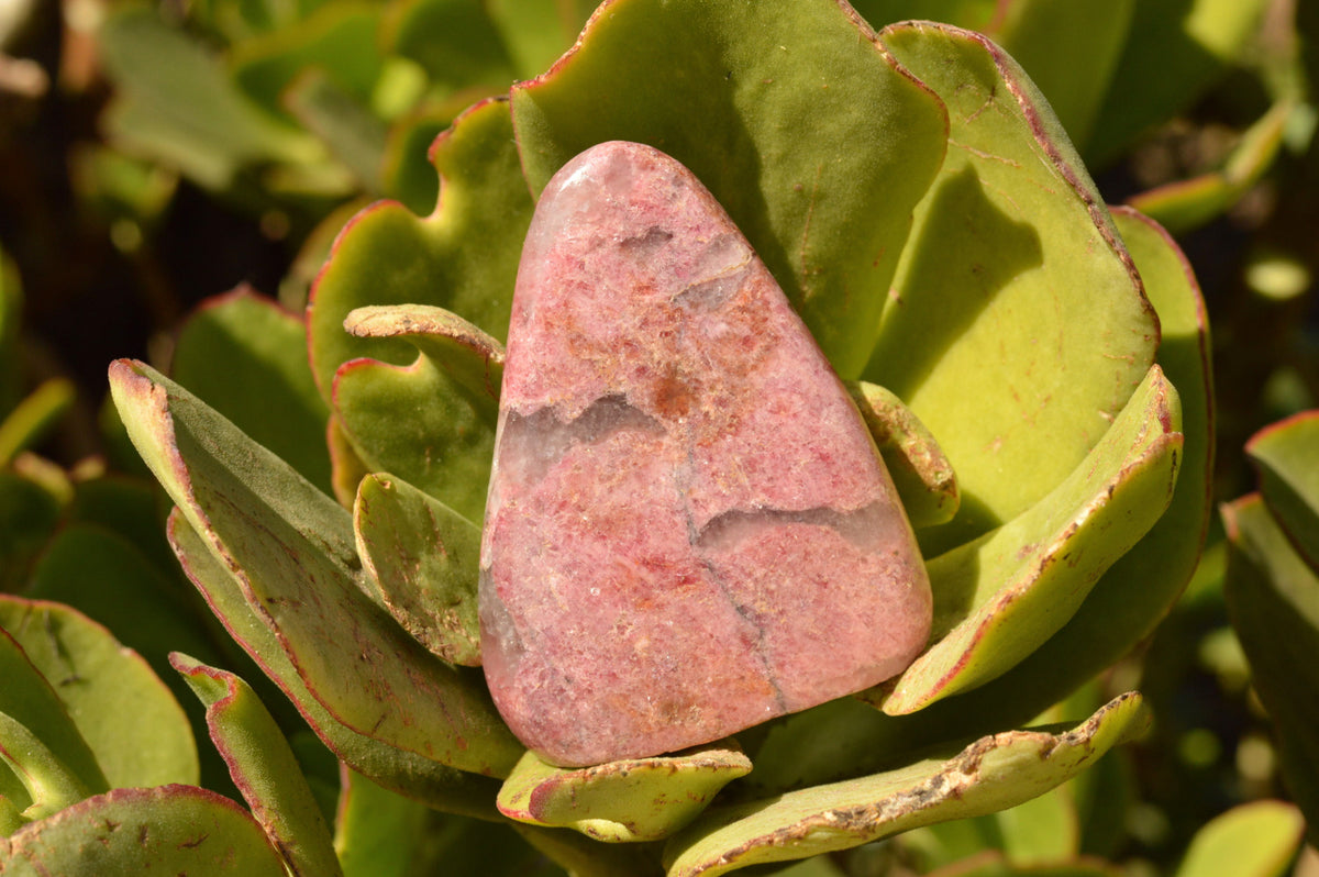 Polished Near Solid Pink Rhodonite Standing Free Forms x 6 From Ambindavato, Madagascar - TopRock