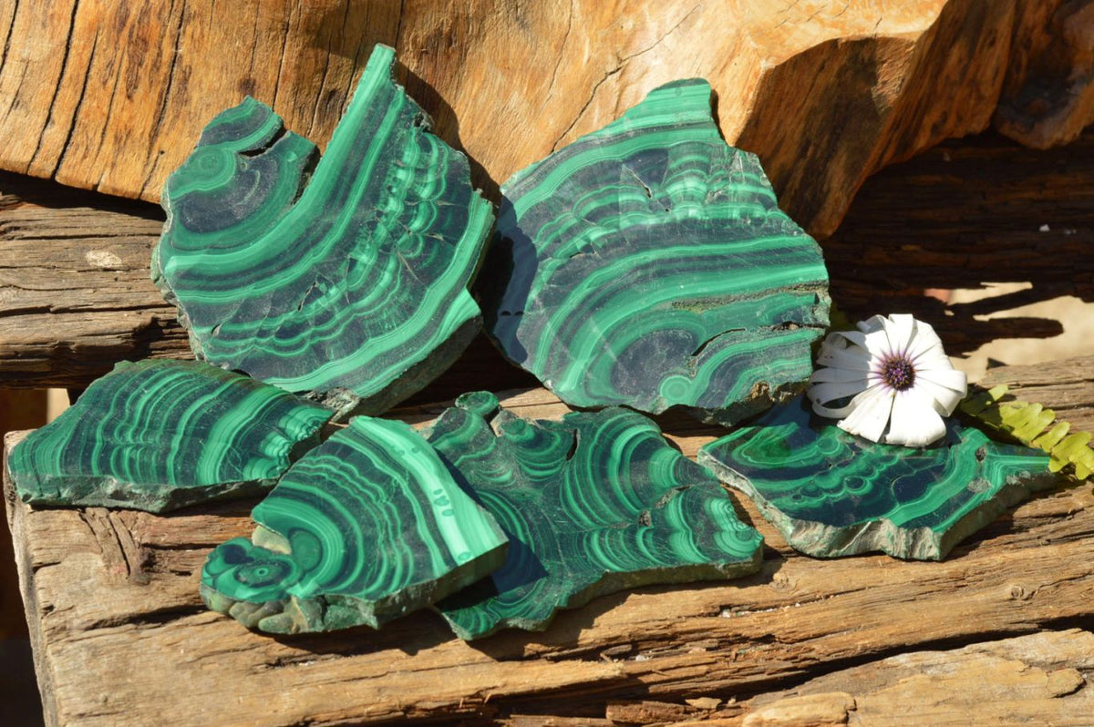 Polished Extra Large Malachite Slices With Beautiful Flower & Banding Patterns x 6 From Congo - TopRock