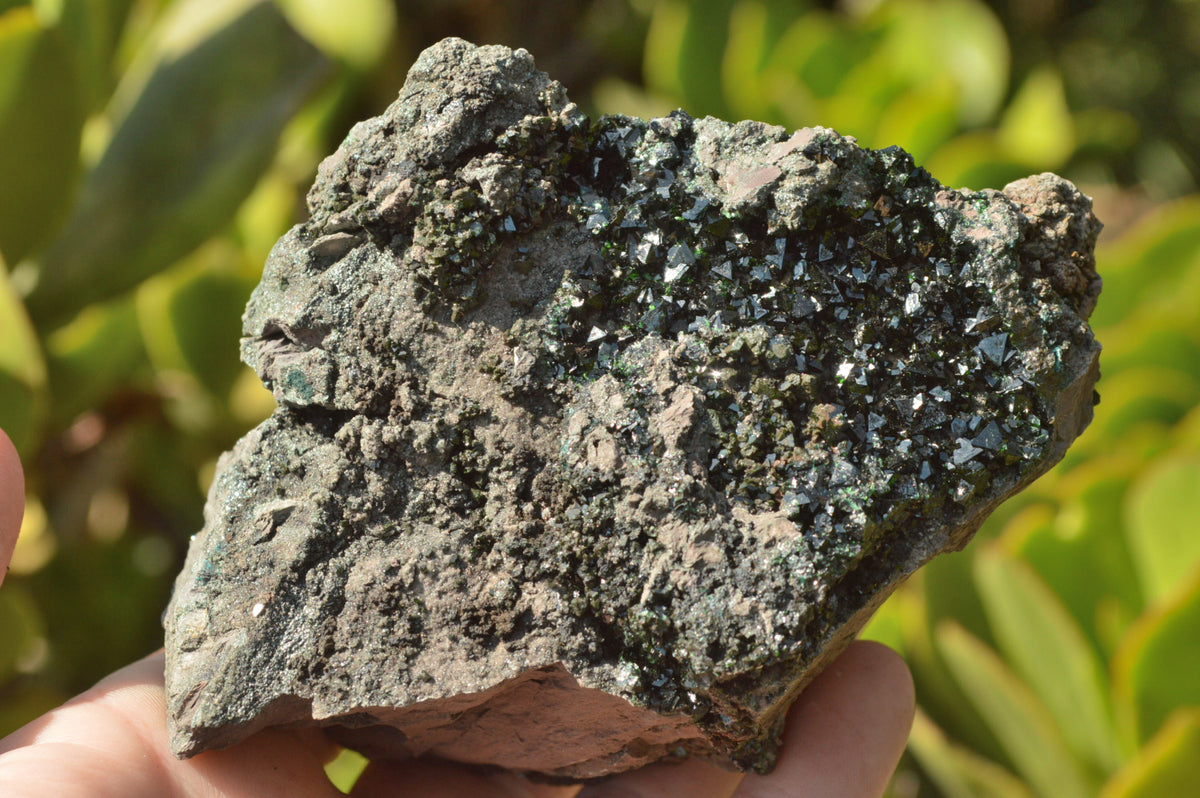 Natural Rare Copper Phosphate Libethenite On Dolomite Clusters x 3 From Shituru, Congo - TopRock