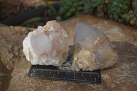 Natural White Cactus Flower Spirit Quartz Specimens x 6 From Boekenhouthoek, South Africa - Toprock Gemstones and Minerals