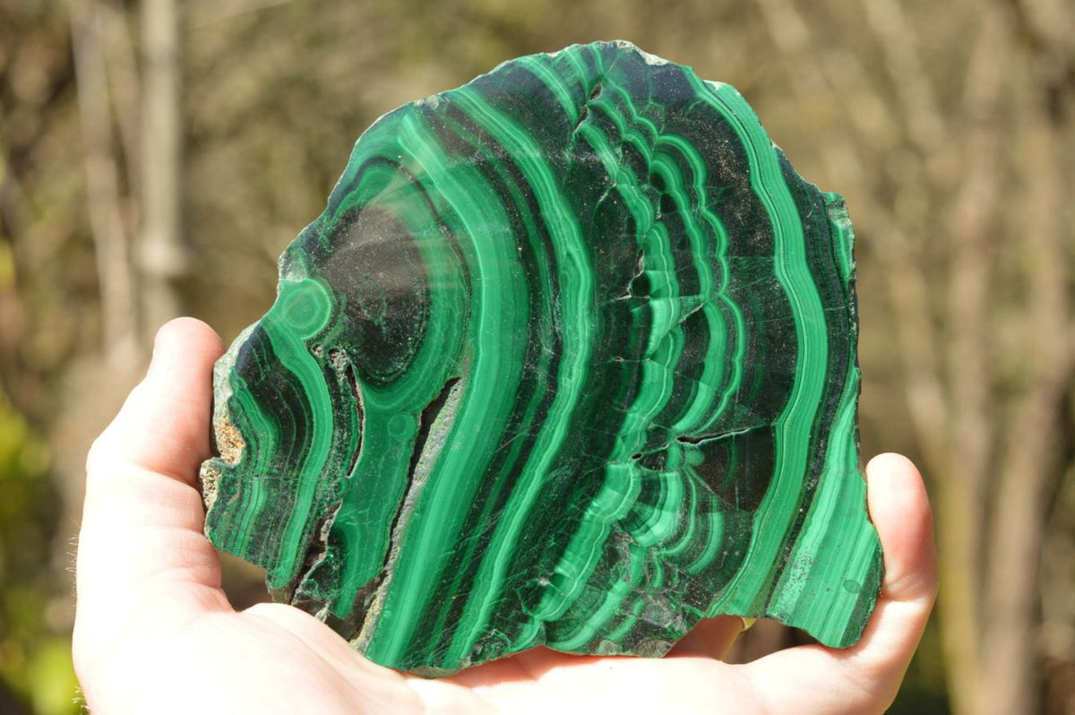 Polished Extra Large Malachite Slices With Beautiful Flower & Banding Patterns x 6 From Congo - TopRock