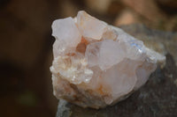 Natural White Cactus Flower Spirit Quartz Specimens x 6 From Boekenhouthoek, South Africa - Toprock Gemstones and Minerals