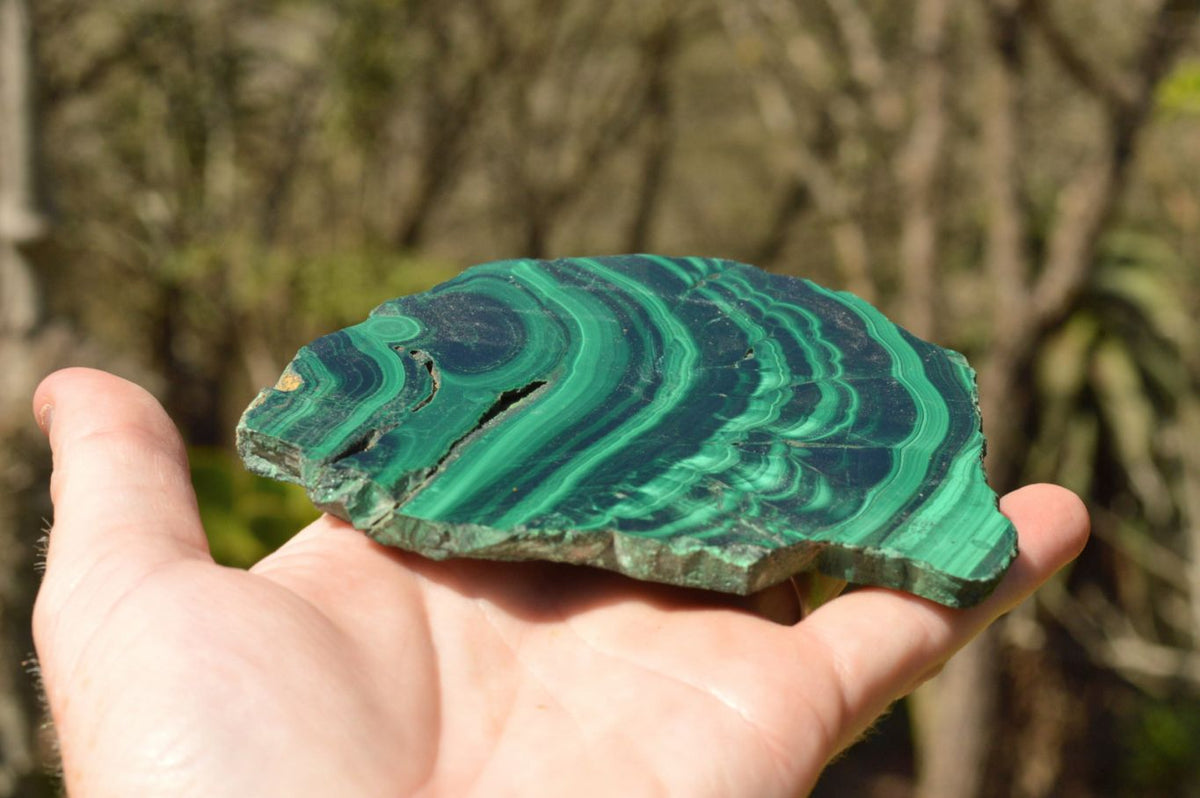 Polished Extra Large Malachite Slices With Beautiful Flower & Banding Patterns x 6 From Congo - TopRock