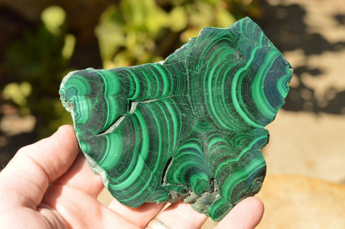 Polished Extra Large Malachite Slices With Beautiful Flower & Banding Patterns x 6 From Congo - TopRock