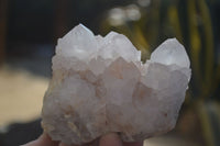 Natural White Cactus Flower Spirit Quartz Specimens x 6 From Boekenhouthoek, South Africa - Toprock Gemstones and Minerals