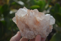 Natural White Cactus Flower Spirit Quartz Specimens x 6 From Boekenhouthoek, South Africa - Toprock Gemstones and Minerals
