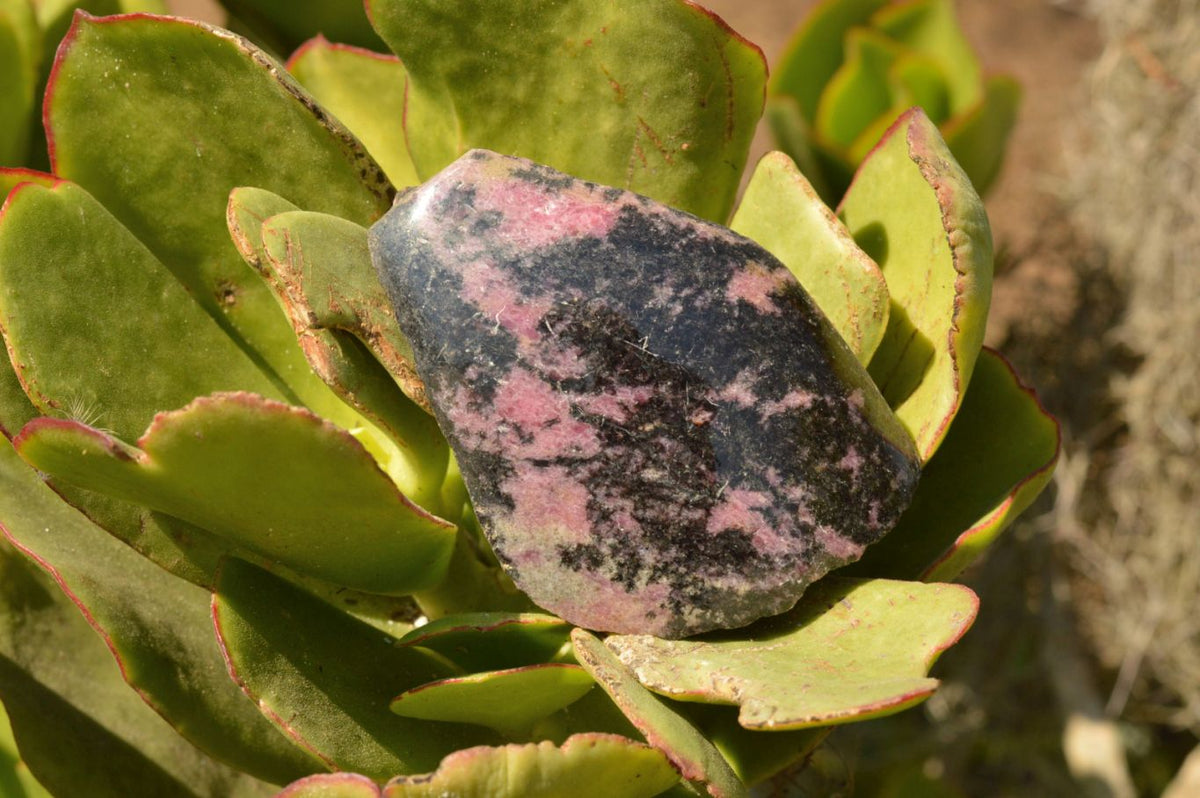 Polished Half Polished Pink & Black Rhodonite Free Forms x 5 From Ambindavato, Madagascar - TopRock