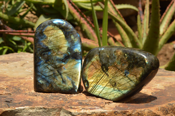 Polished Labradorite Standing Free Forms With Intense Blue & Gold Flash x 2 From Tulear, Madagascar - TopRock