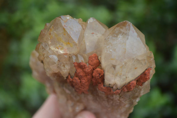 Natural Cascading White Phantom Smokey Citrine Clusters  x 2 From Luena, Congo - Toprock Gemstones and Minerals 