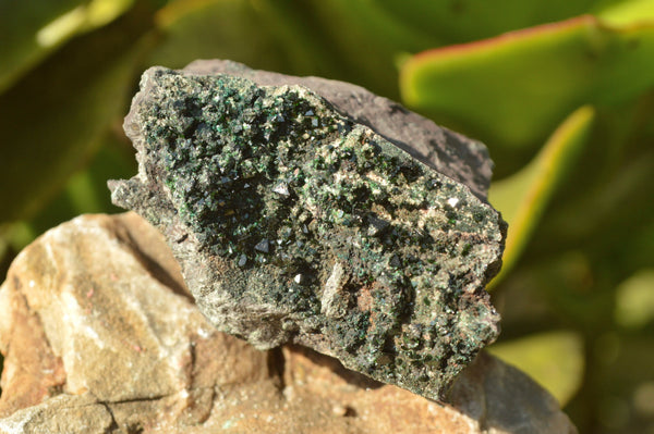 Natural Rare Copper Phosphate Libethenite On Dolomite Clusters x 6 From Shituru, Congo - TopRock
