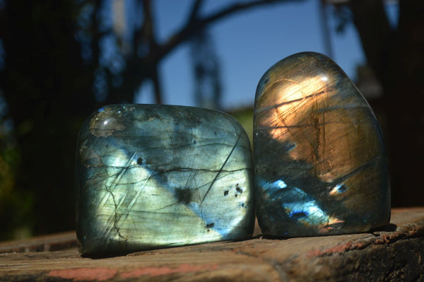 Polished Flashy Blue & Gold Labradorite Standing Free Forms x 2 From Madagascar - Toprock Gemstones and Minerals 