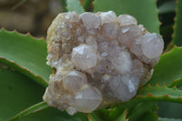 Natural Spirit Amethyst Quartz Clusters  x 4 From Boekenhouthoek, South Africa - Toprock Gemstones and Minerals