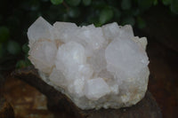 Natural White Spirit Cactus Quartz Clusters  x 2 From Boekenhouthoek, South Africa - Toprock Gemstones and Minerals