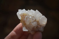 Natural White Cactus Flower Spirit Quartz Specimens x 12 From Boekenhouthoek, South Africa - Toprock Gemstones and Minerals
