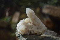 Natural White Cactus Flower Spirit Quartz Specimens x 12 From Boekenhouthoek, South Africa - Toprock Gemstones and Minerals