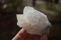 Natural White Cactus Flower Spirit Quartz Specimens x 12 From Boekenhouthoek, South Africa - Toprock Gemstones and Minerals