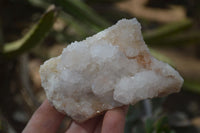 Natural White Cactus Flower Spirit Quartz Specimens x 12 From Boekenhouthoek, South Africa - Toprock Gemstones and Minerals