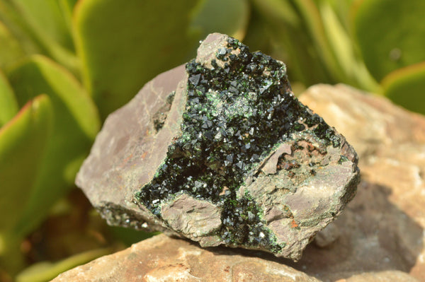 Natural Rare Copper Phosphate Libethenite On Dolomite Clusters x 12 From Shituru, Congo - TopRock
