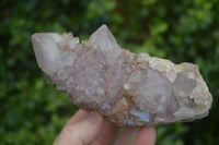 Natural Large Spirit Ametrine Quartz Specimens  x 3 From Boekenhouthoek, South Africa - Toprock Gemstones and Minerals