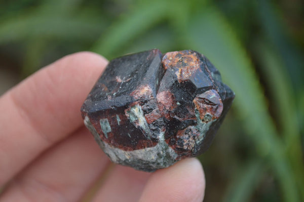 Natural Pyrope Garnet Crystals  x 35 From Zimbabwe - Toprock Gemstones and Minerals 