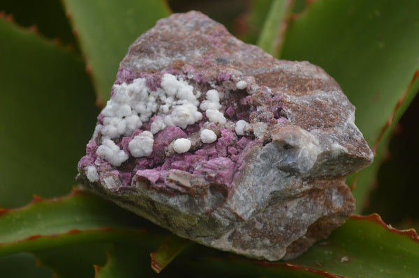 Natural Pink Salrose Cobaltion Dolomite Specimens  x 6 From Kakanda, Congo - TopRock