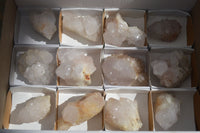 Natural White Cactus Flower Spirit Quartz Specimens  x 12 From Boekenhouthoek, South Africa - Toprock Gemstones and Minerals