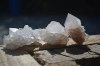 Natural White Cactus Flower Spirit Quartz Specimens  x 12 From Boekenhouthoek, South Africa - Toprock Gemstones and Minerals