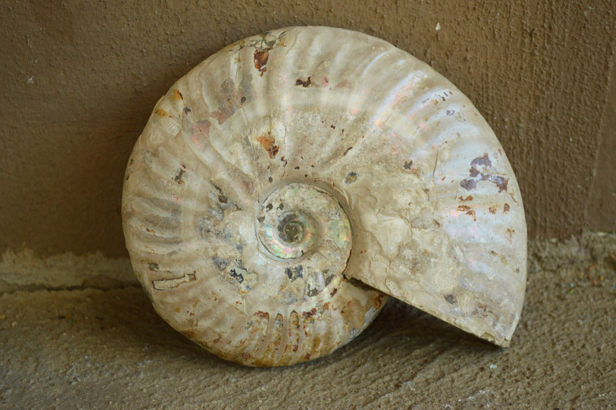 Natural Iridescent Ammonite Fossil x 1 From Madagascar - TopRock