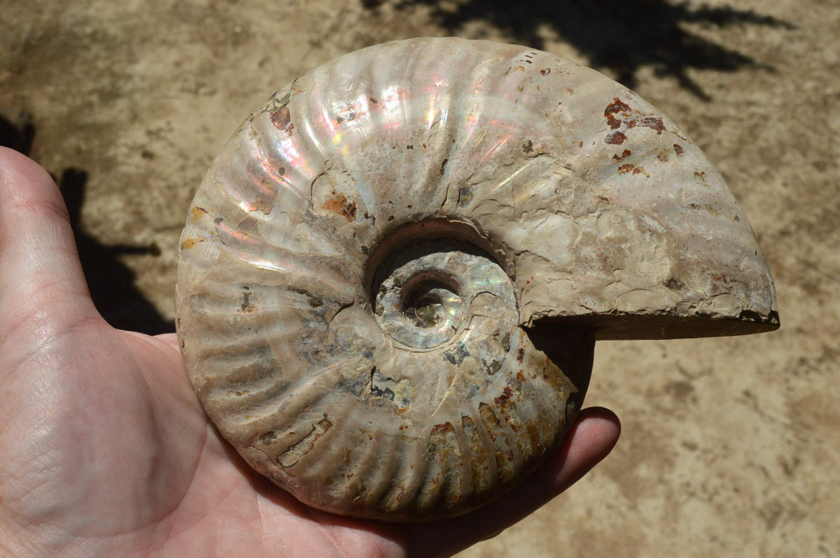 Natural Iridescent Ammonite Fossil x 1 From Madagascar - TopRock