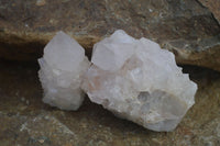 Natural White Cactus Flower Spirit Quartz Specimens  x 12 From Boekenhouthoek, South Africa - Toprock Gemstones and Minerals