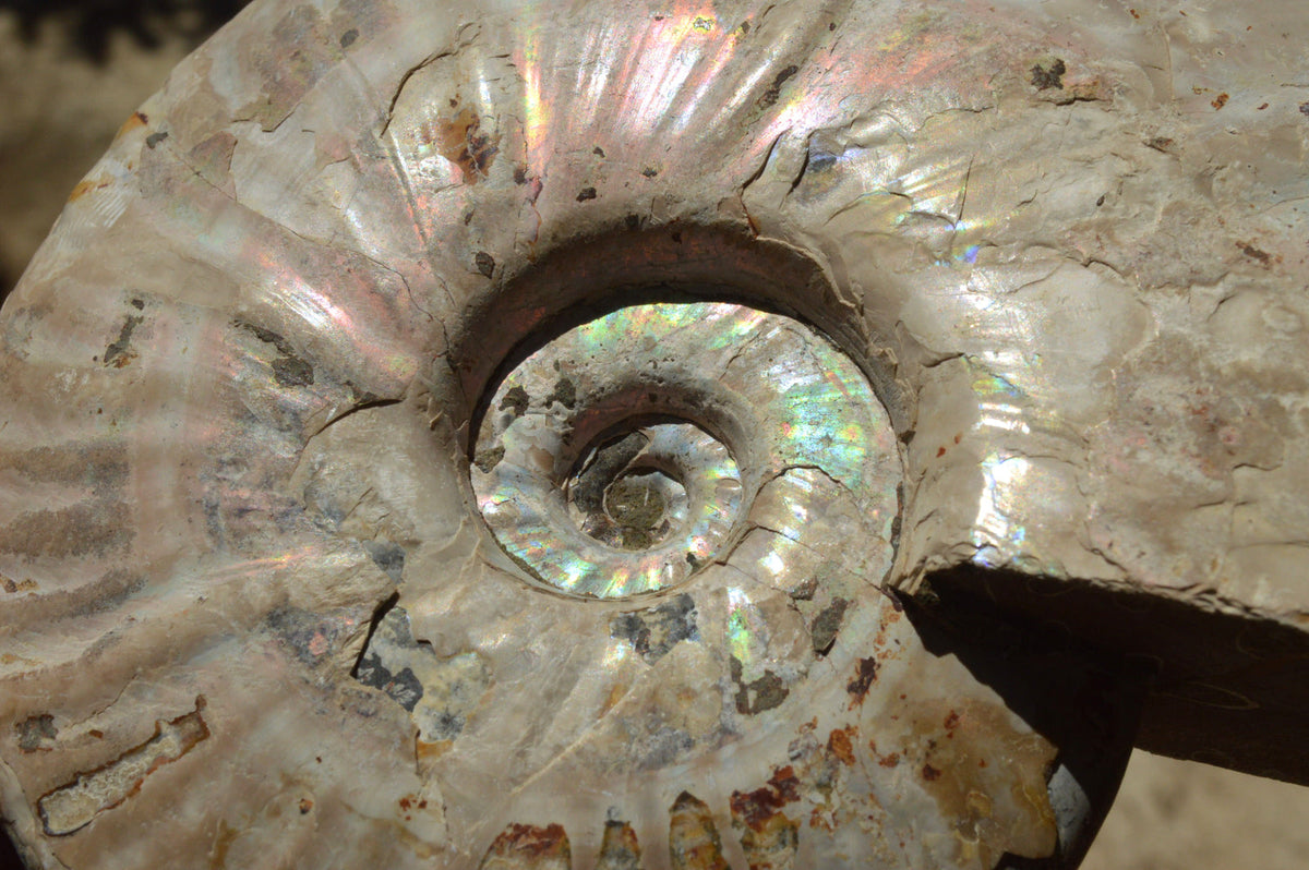 Natural Iridescent Ammonite Fossil x 1 From Madagascar - TopRock
