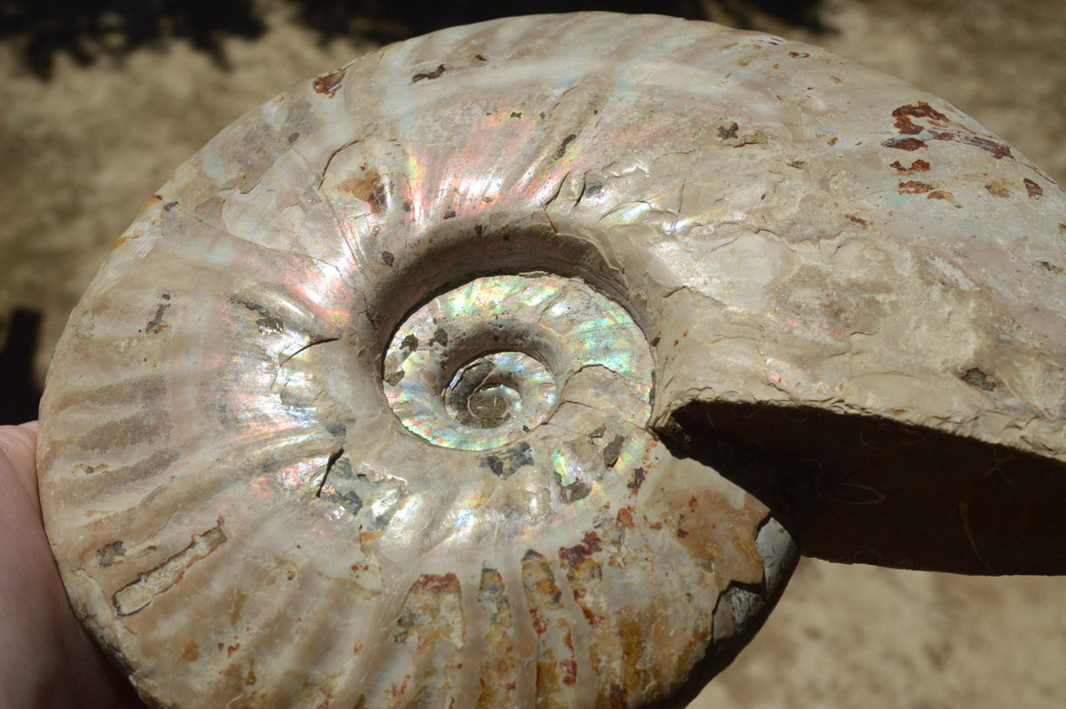 Natural Iridescent Ammonite Fossil x 1 From Madagascar - TopRock