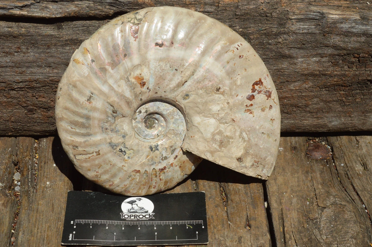 Natural Iridescent Ammonite Fossil x 1 From Madagascar - TopRock