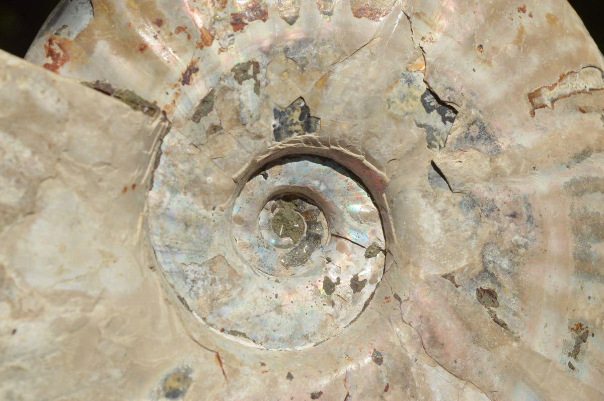 Natural Iridescent Ammonite Fossil x 1 From Madagascar - TopRock