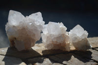 Natural White Cactus Flower Spirit Quartz Specimens  x 12 From Boekenhouthoek, South Africa - Toprock Gemstones and Minerals
