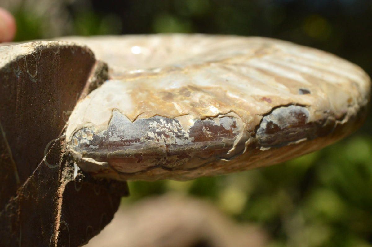 Natural Iridescent Ammonite Fossil x 1 From Madagascar - TopRock