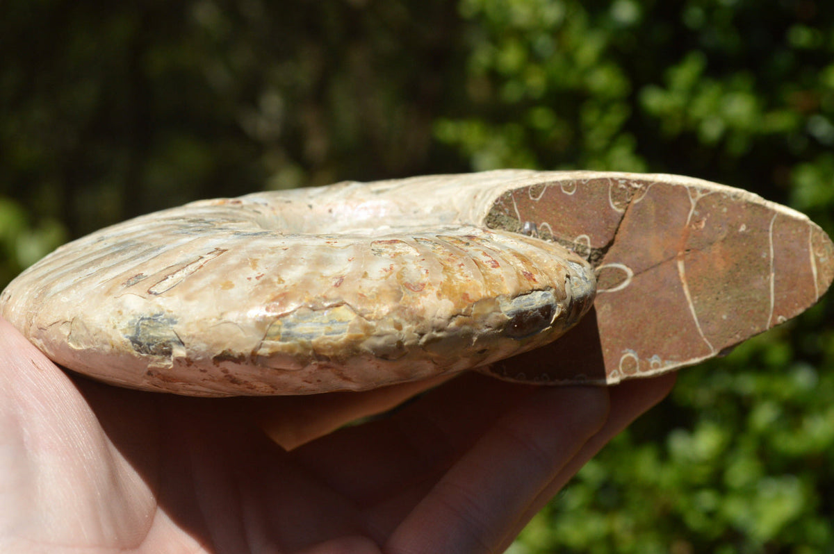 Natural Iridescent Ammonite Fossil x 1 From Madagascar - TopRock