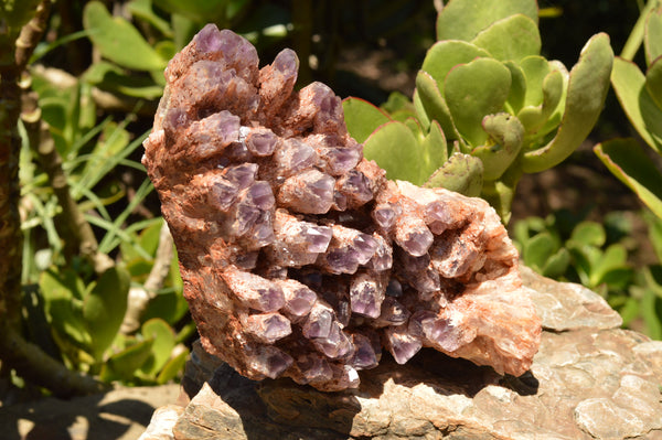 Natural Sugar Amethyst Cluster x 1 From Zambia - TopRock