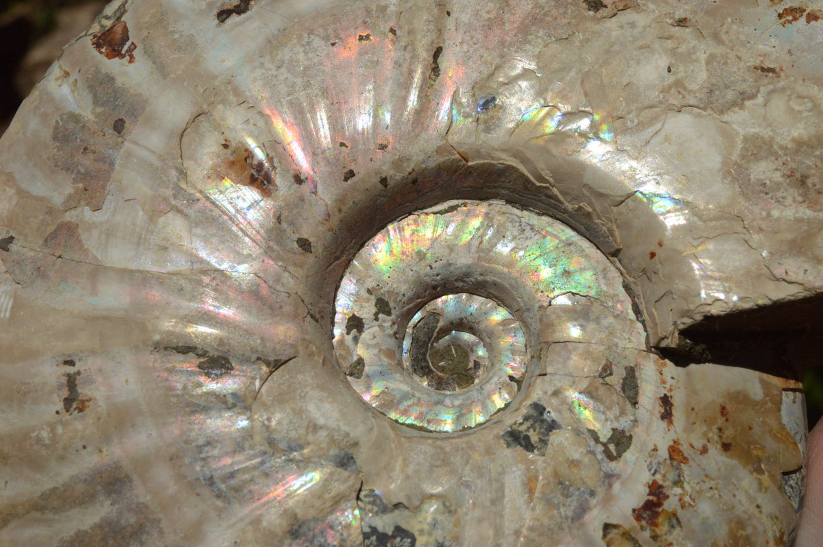 Natural Iridescent Ammonite Fossil x 1 From Madagascar - TopRock