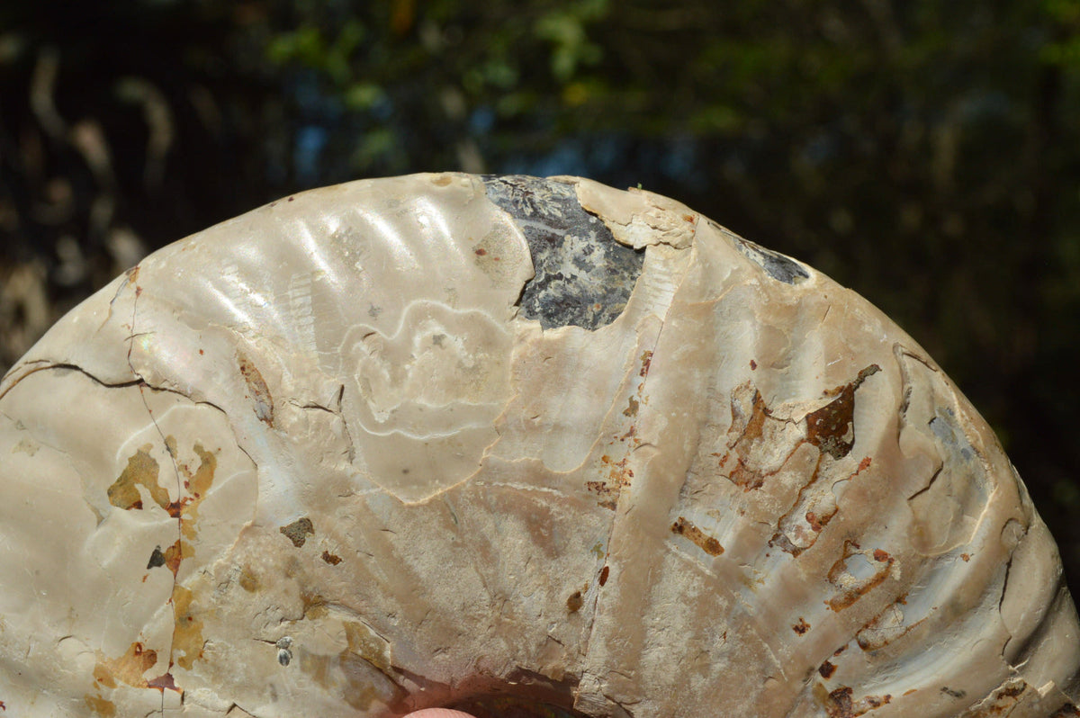 Natural Iridescent Ammonite Fossil x 1 From Madagascar - TopRock