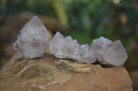 Natural Spirit Cactus Flower Quartz Crystals  x 20 From Boekenhouthoek, South Africa - Toprock Gemstones and Minerals