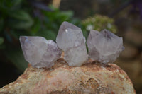 Natural Spirit Cactus Flower Quartz Crystals  x 20 From Boekenhouthoek, South Africa - Toprock Gemstones and Minerals