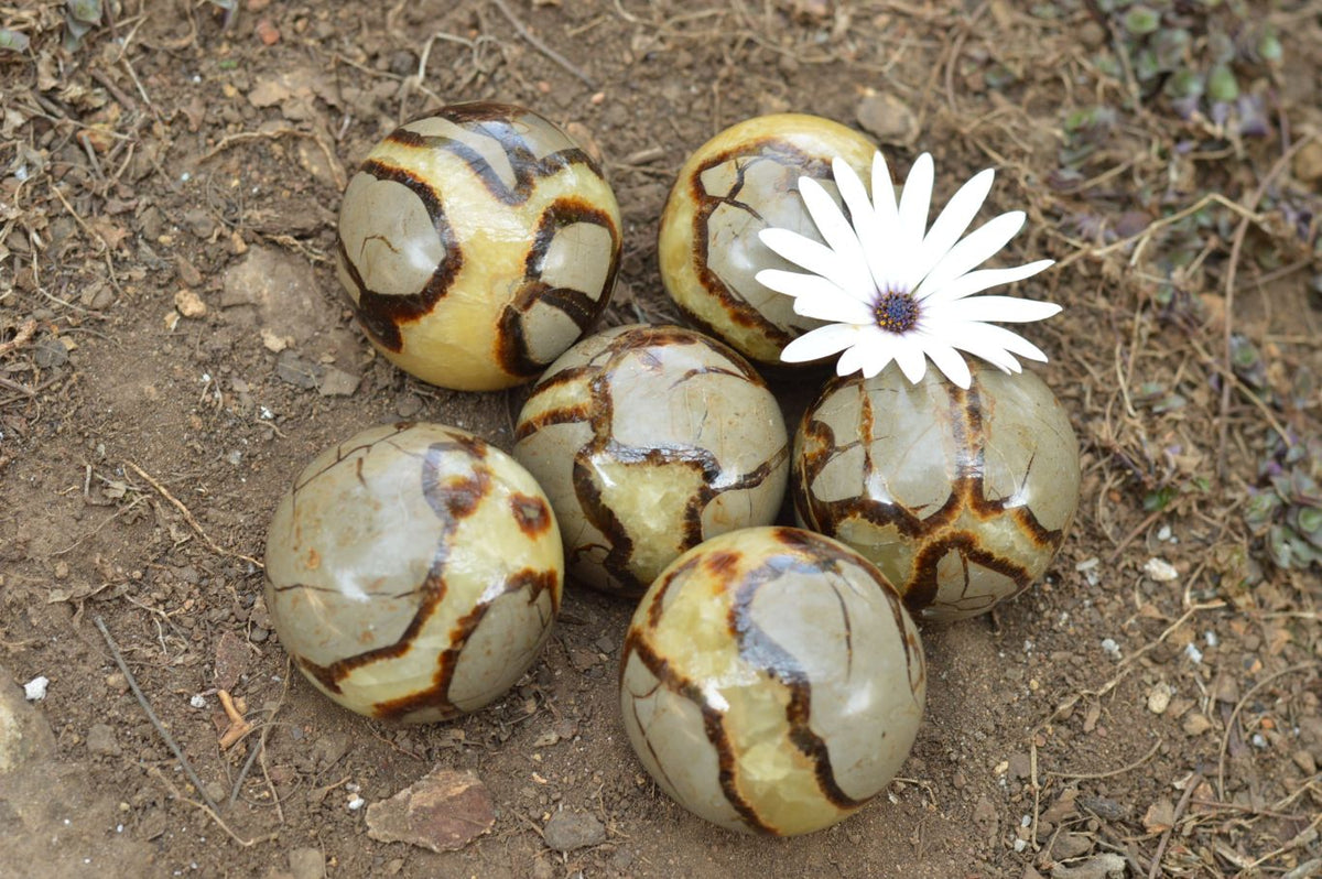 Polished Septarian (Calcite & Aragonite) Spheres x 6 From Mahajanga, Madagascar - TopRock