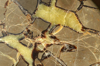 Polished Septerye (Aragonite & Calcite) Slices x 5 From Mahajanga, Madagascar - TopRock